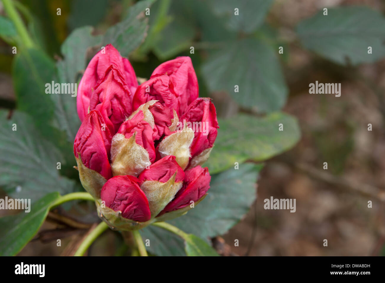 Red Rhododendron England Red Rhododendron flower in Muncaster Castle Gardens, Cumbria, England ...