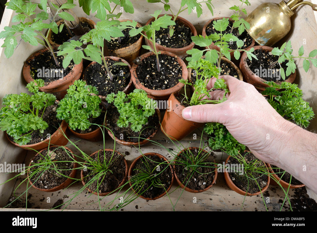 Chives, Parsley, Tomato Stock Photo