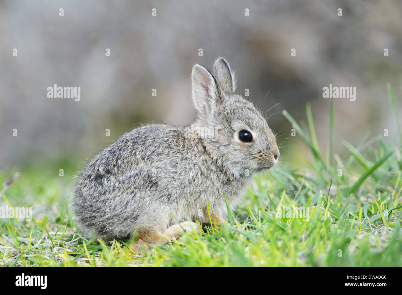 Cottontail baby bunnies 2025