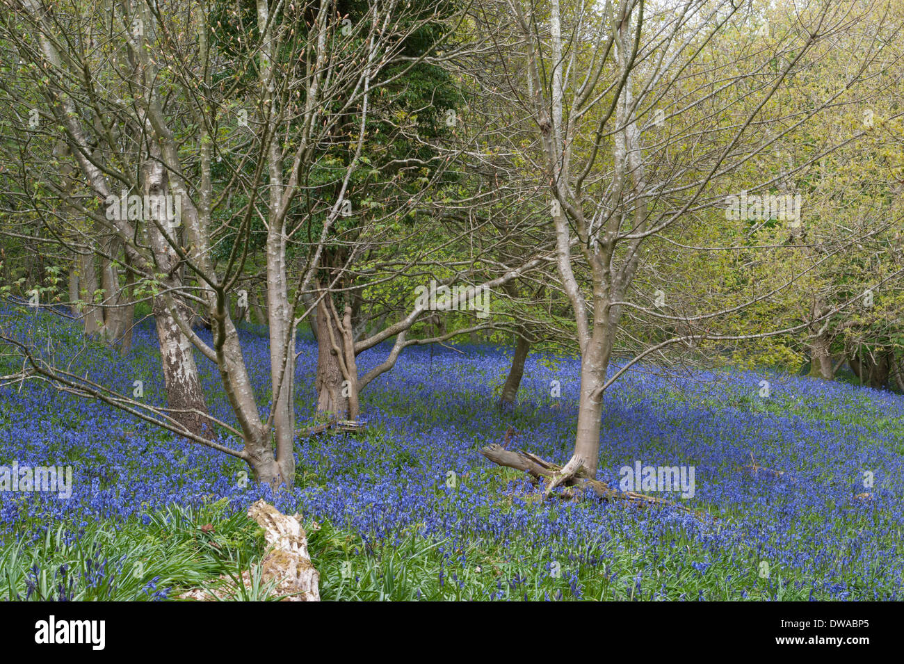 Bluebells in the woods of Muncaster Castle, Lake District, Cumbria, England Stock Photo