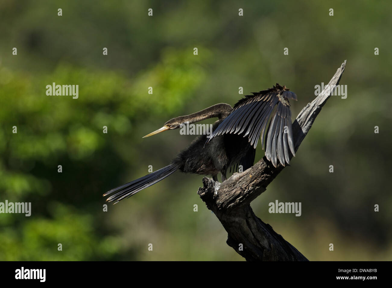 African Darter (Anhinga rufa) female perched on a branch, Kruger ...