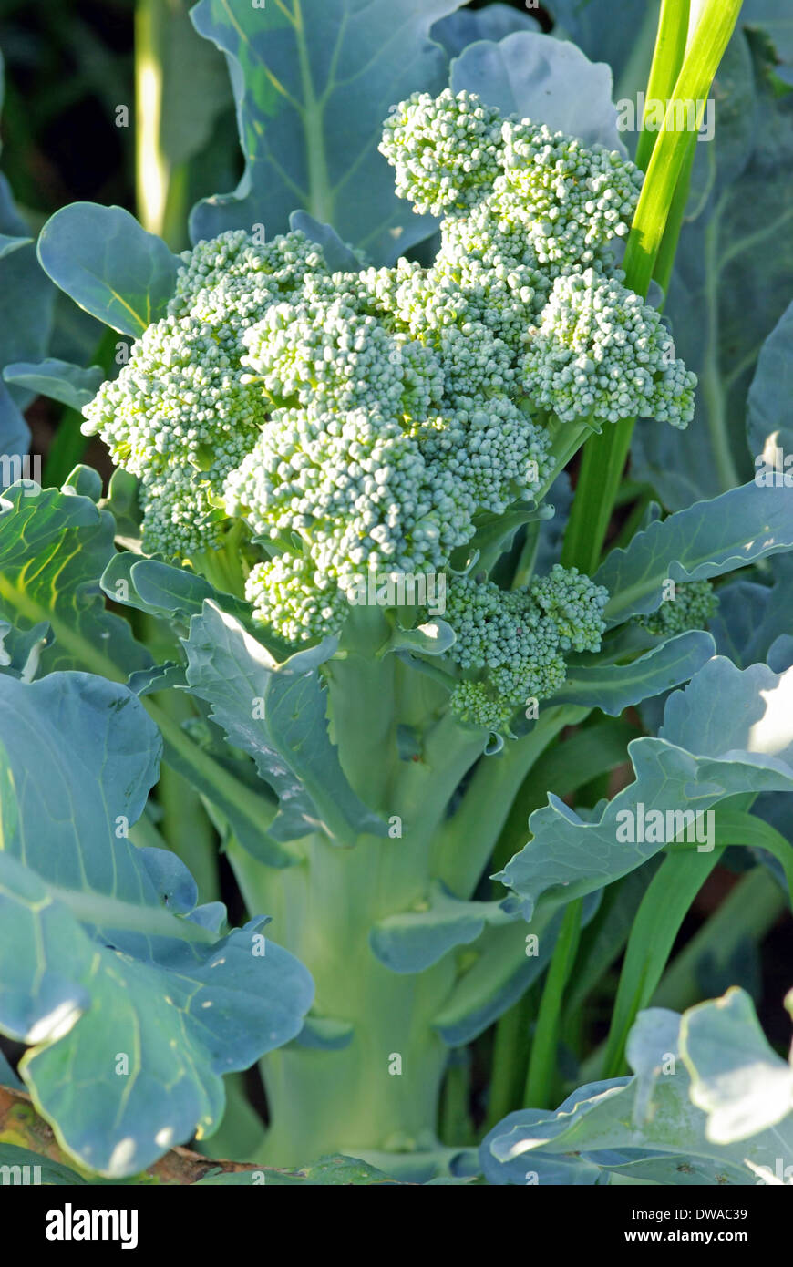 Broccoli cabbage patch hires stock photography and images Alamy