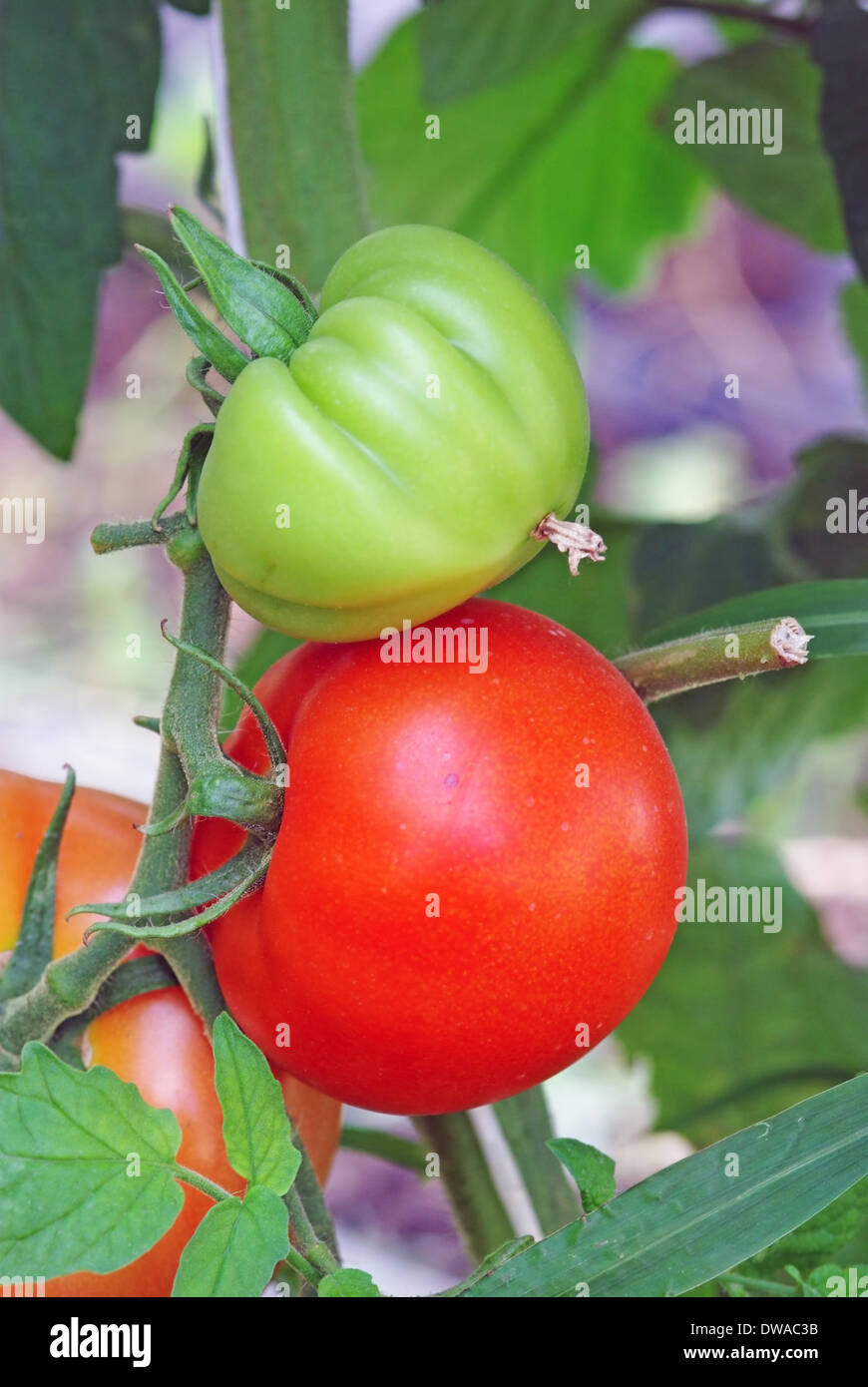 Greenhouse young tomato plant hi-res stock photography and images - Alamy