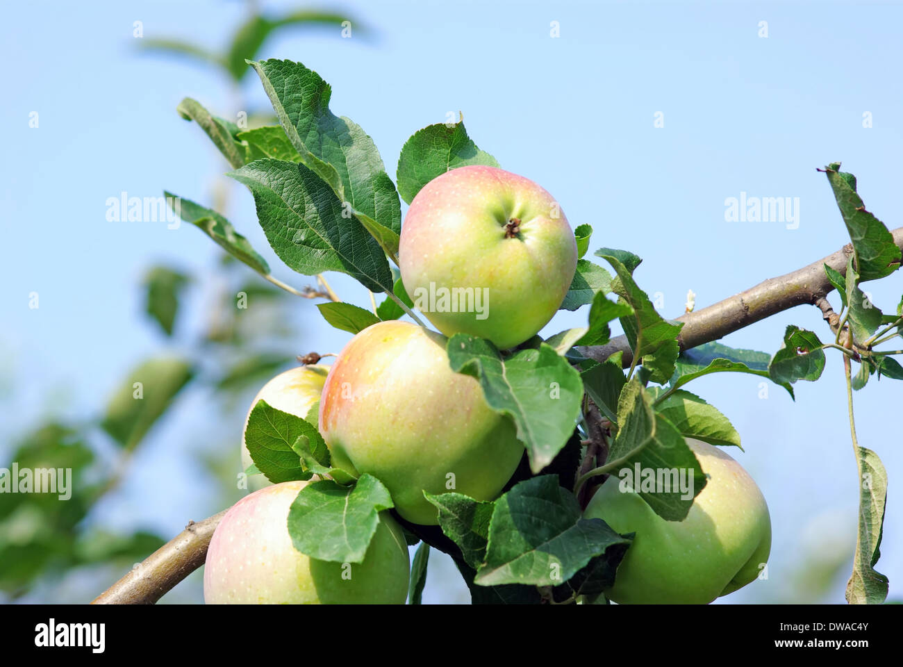 Саженцы яблони антоновка
