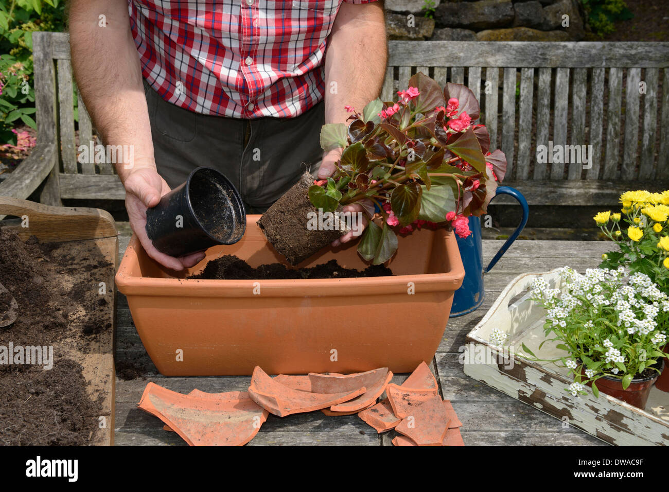 Planting flower box Stock Photo Alamy