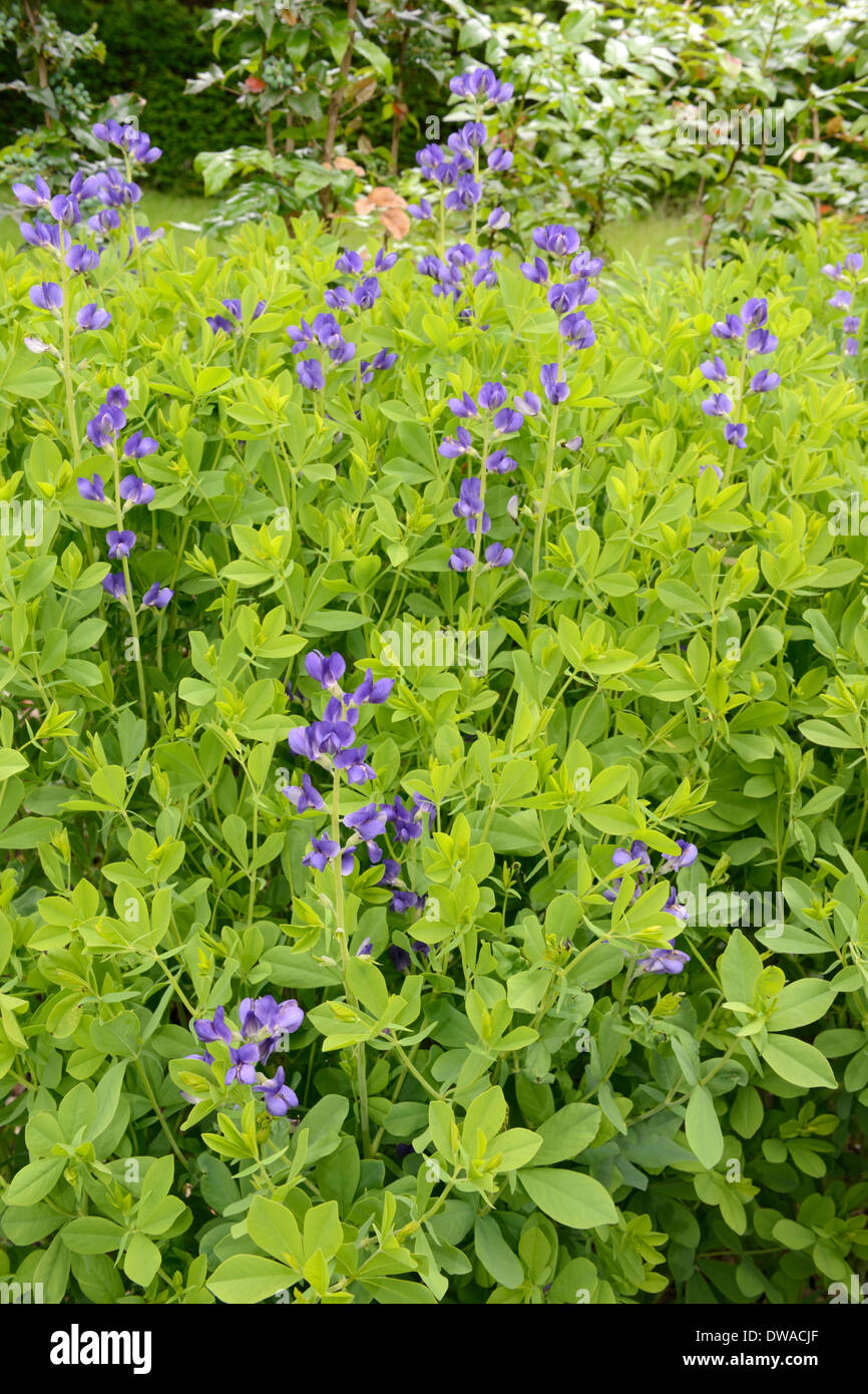 Horsefly Weed Stock Photo