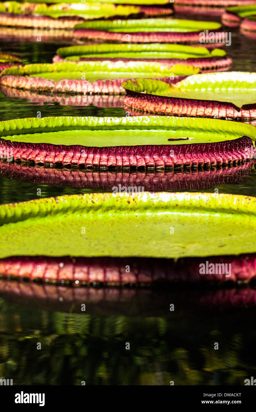 Victoria Regia, the world's largest leaves, of Amazonian water lilies  Stock Photo