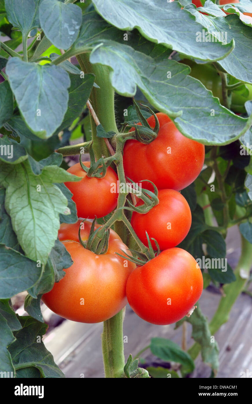 Red tomatoes growing in a greenhouse Stock Photo - Alamy