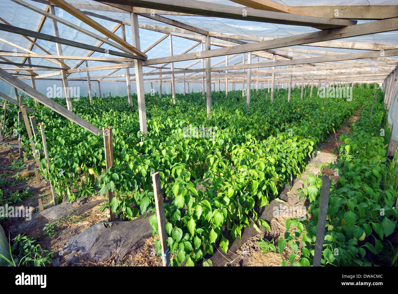 Sweet Peppers Greenhouse Stock Photos & Sweet Peppers Greenhouse Stock