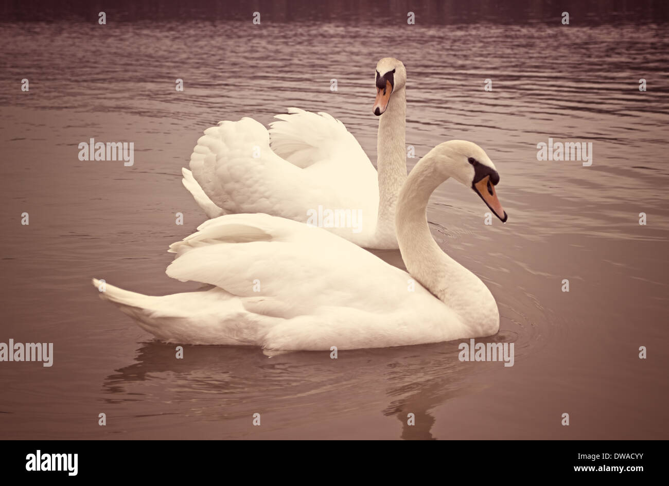 Two beautiful swans are swimming on the lake. Stock Photo
