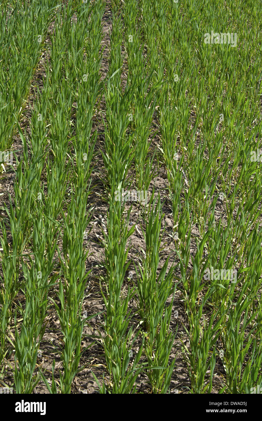 Green sprouts of wheat in the field. Stock Photo