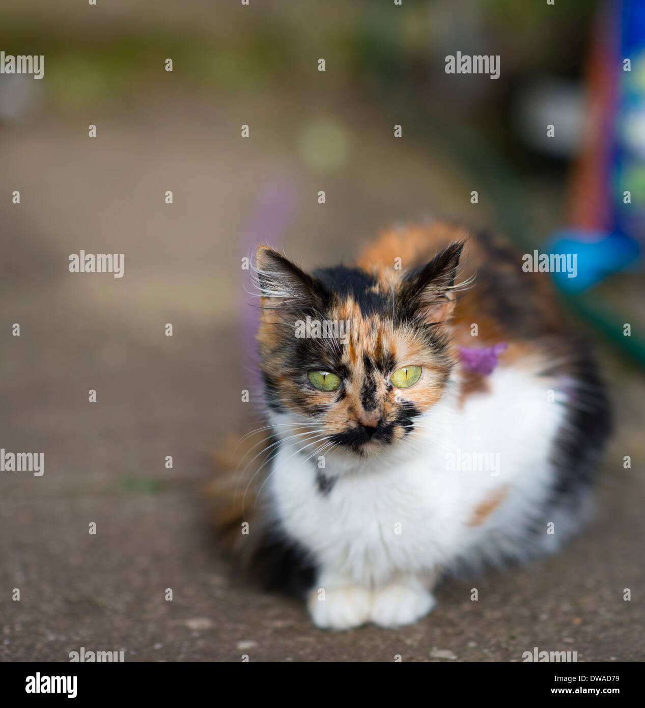 Small cat photographed at f2 showing Bokah on Nikkor 85mm 1.4 lens relaxing on harness Stock Photo