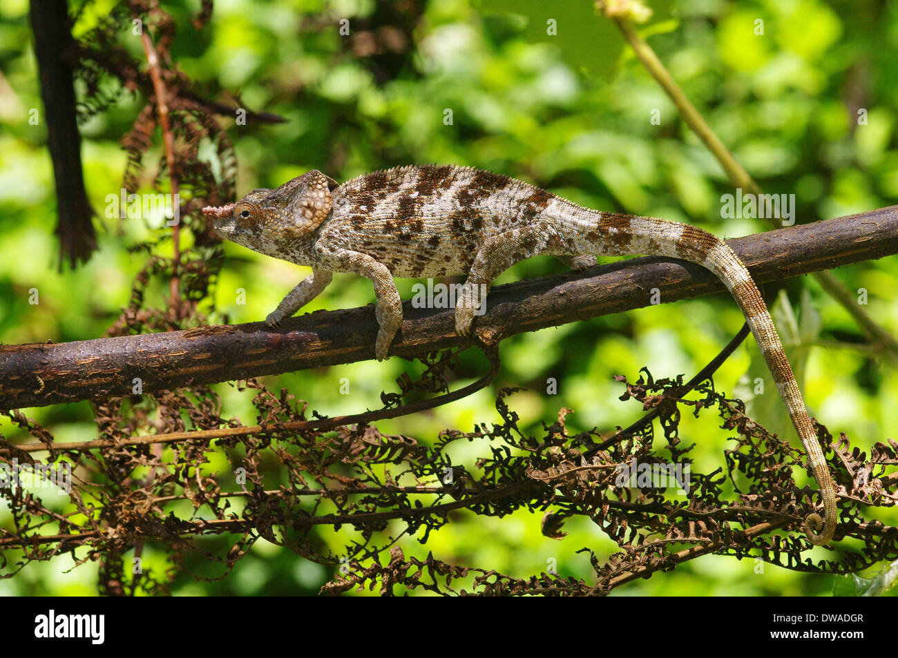 A short horned chameleon, Calumma brevicorne Stock Photo