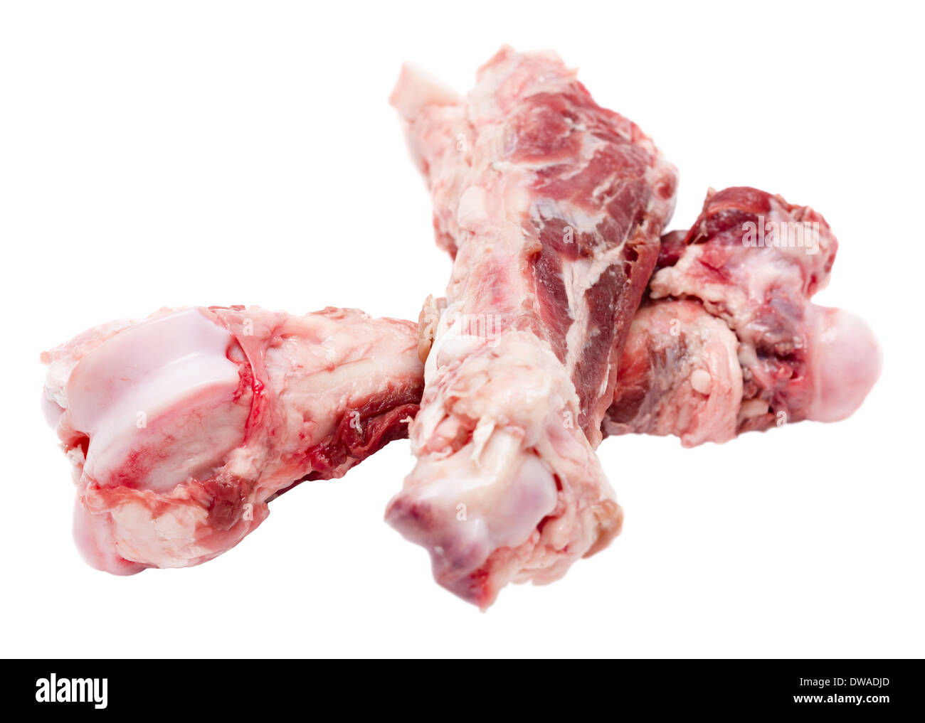 flat coated retriever