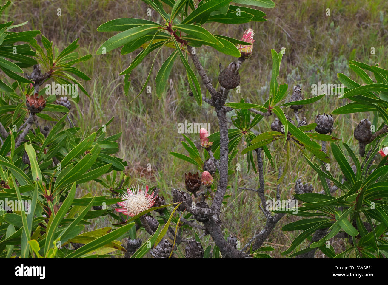Flowering Common Sugar Bush (Protea caffra) Stock Photo