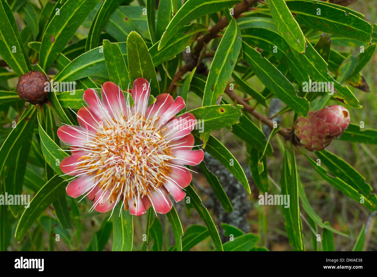 Flowering Common Sugar Bush (Protea caffra) Stock Photo