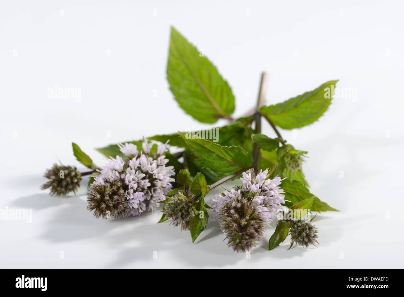 Bavarian Peppermint Stock Photo