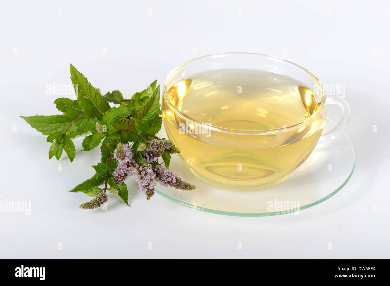English Green Peppermint tea Stock Photo Alamy