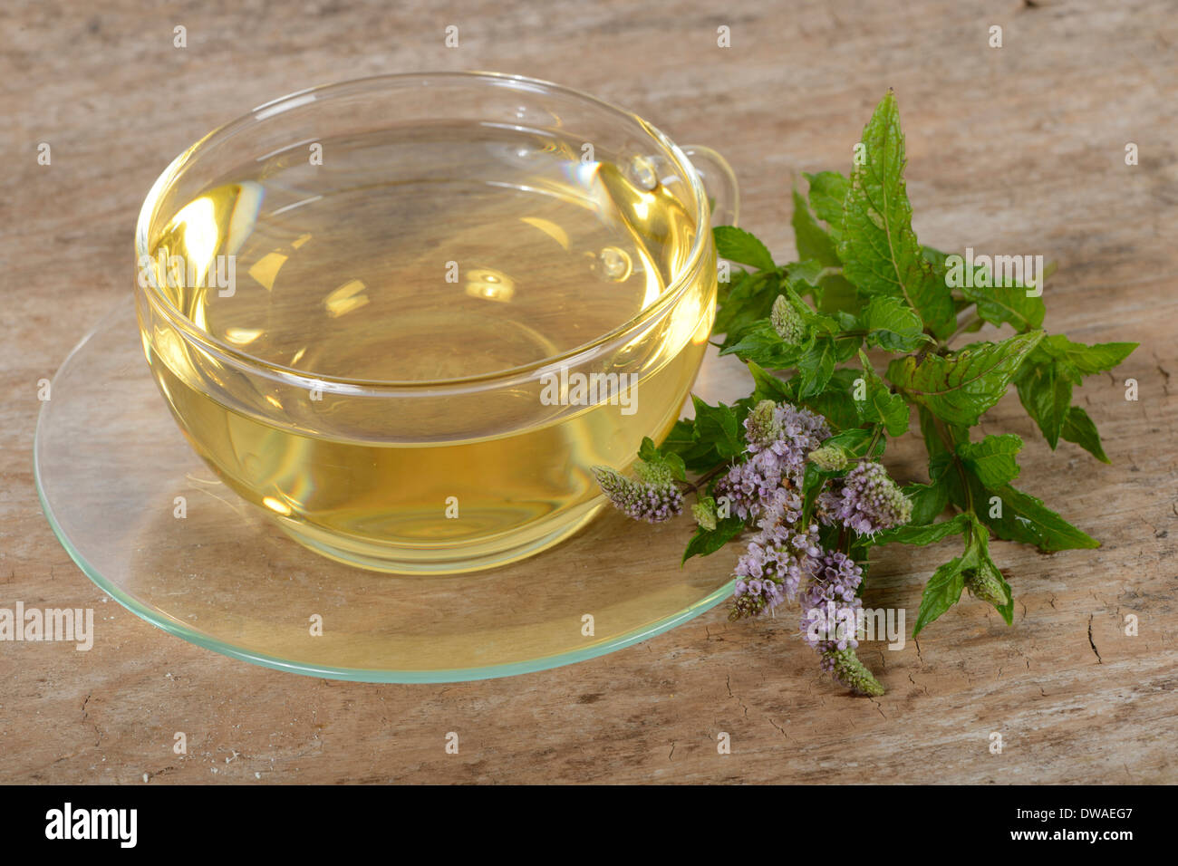 English Green Peppermint tea Stock Photo