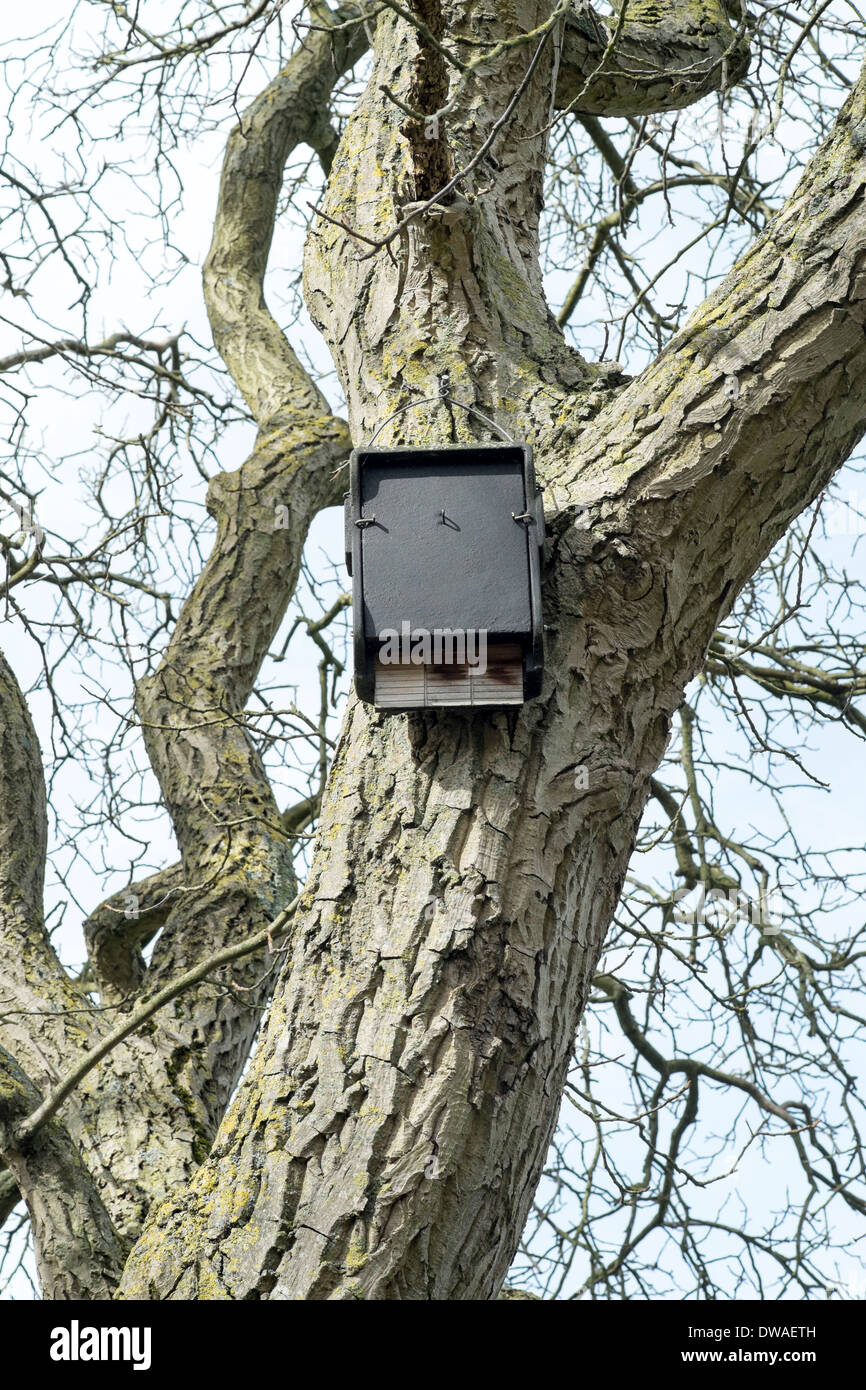 Bat boxes in a tree Stock Photo Alamy