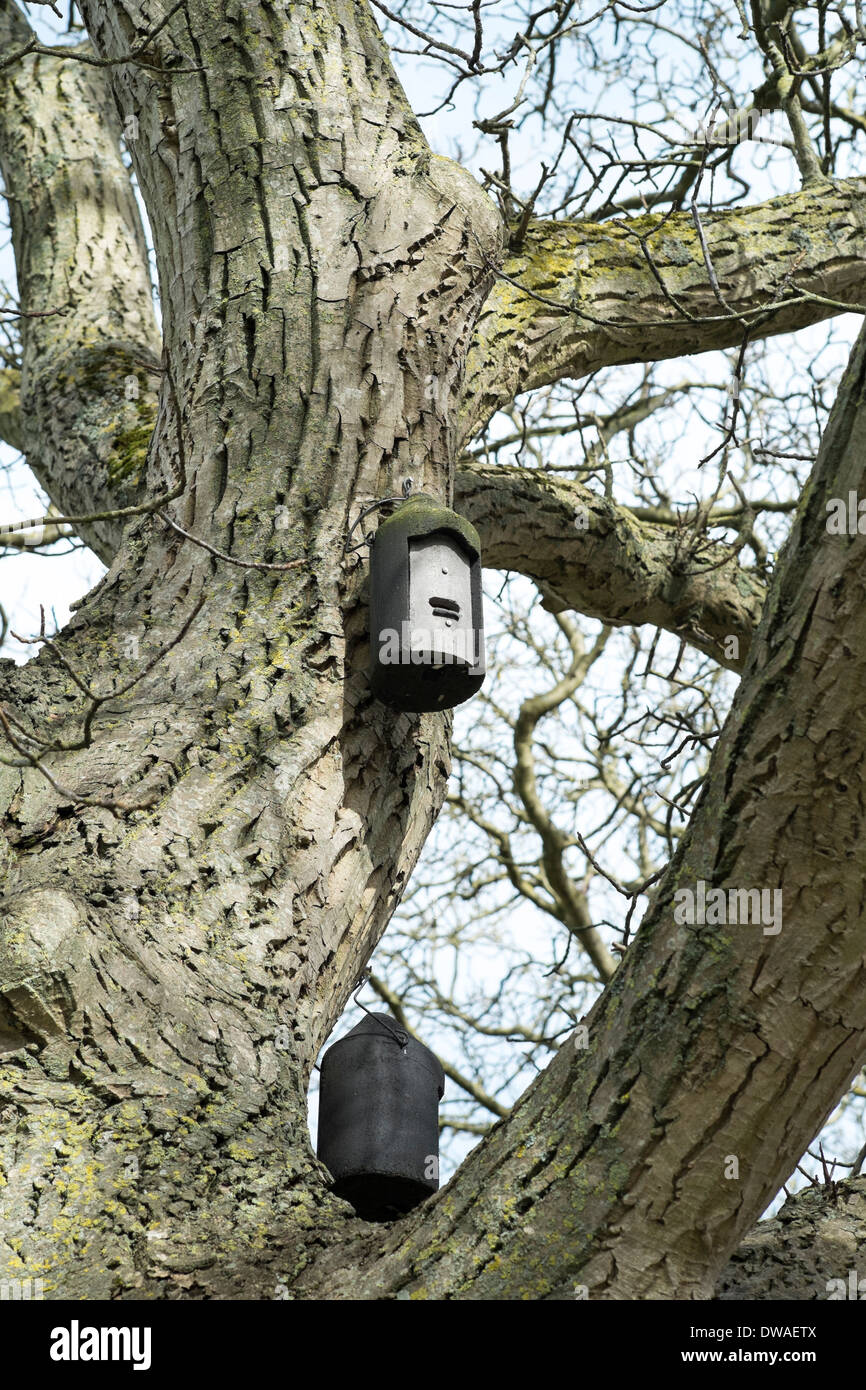 Bat boxes in a tree Stock Photo Alamy