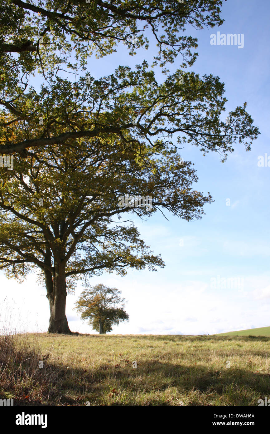 Trees in a field in Leafield, Oxfordshire. Stock Photo