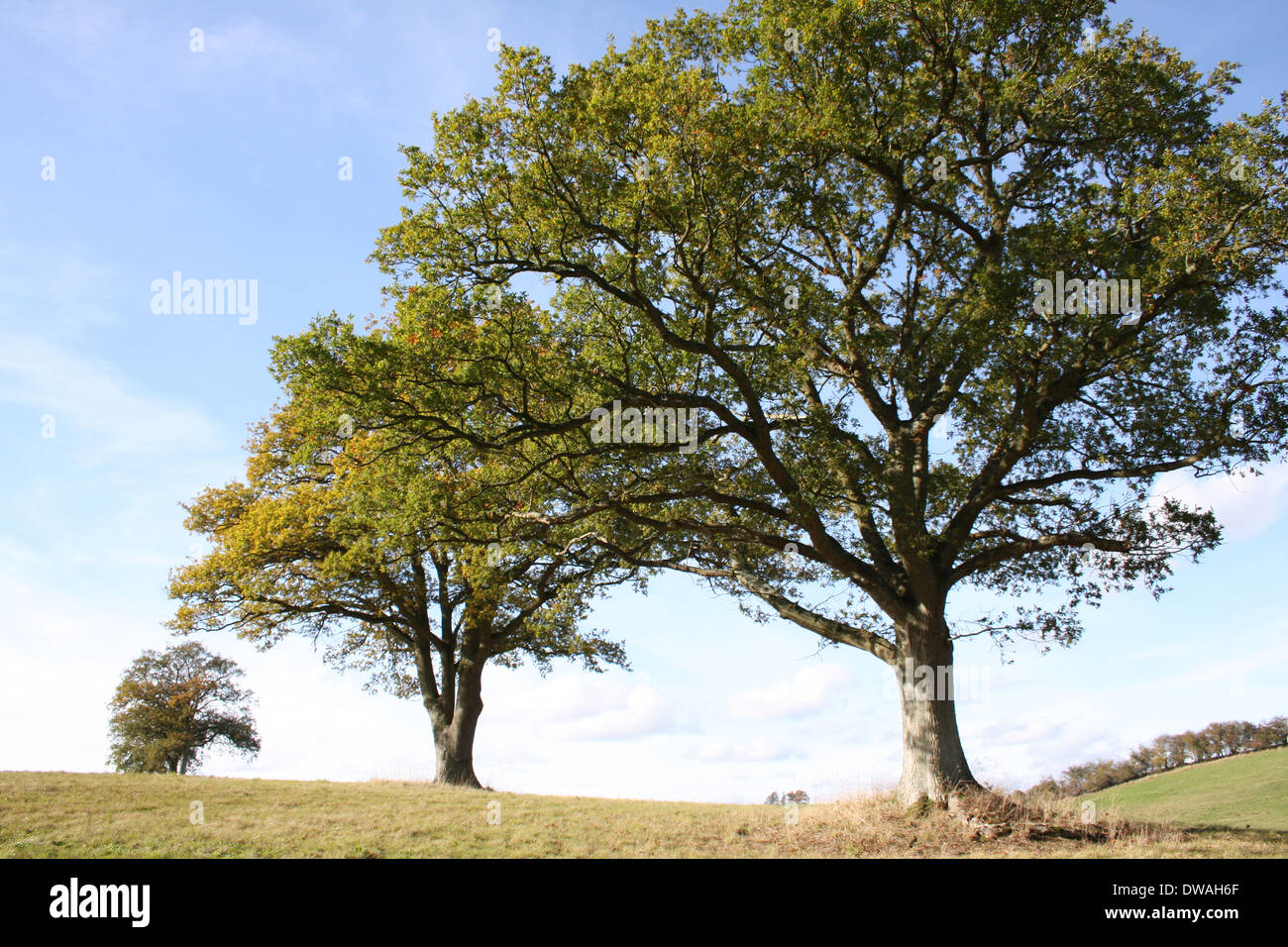 Trees in a field in Leafield, Oxfordshire. Stock Photo