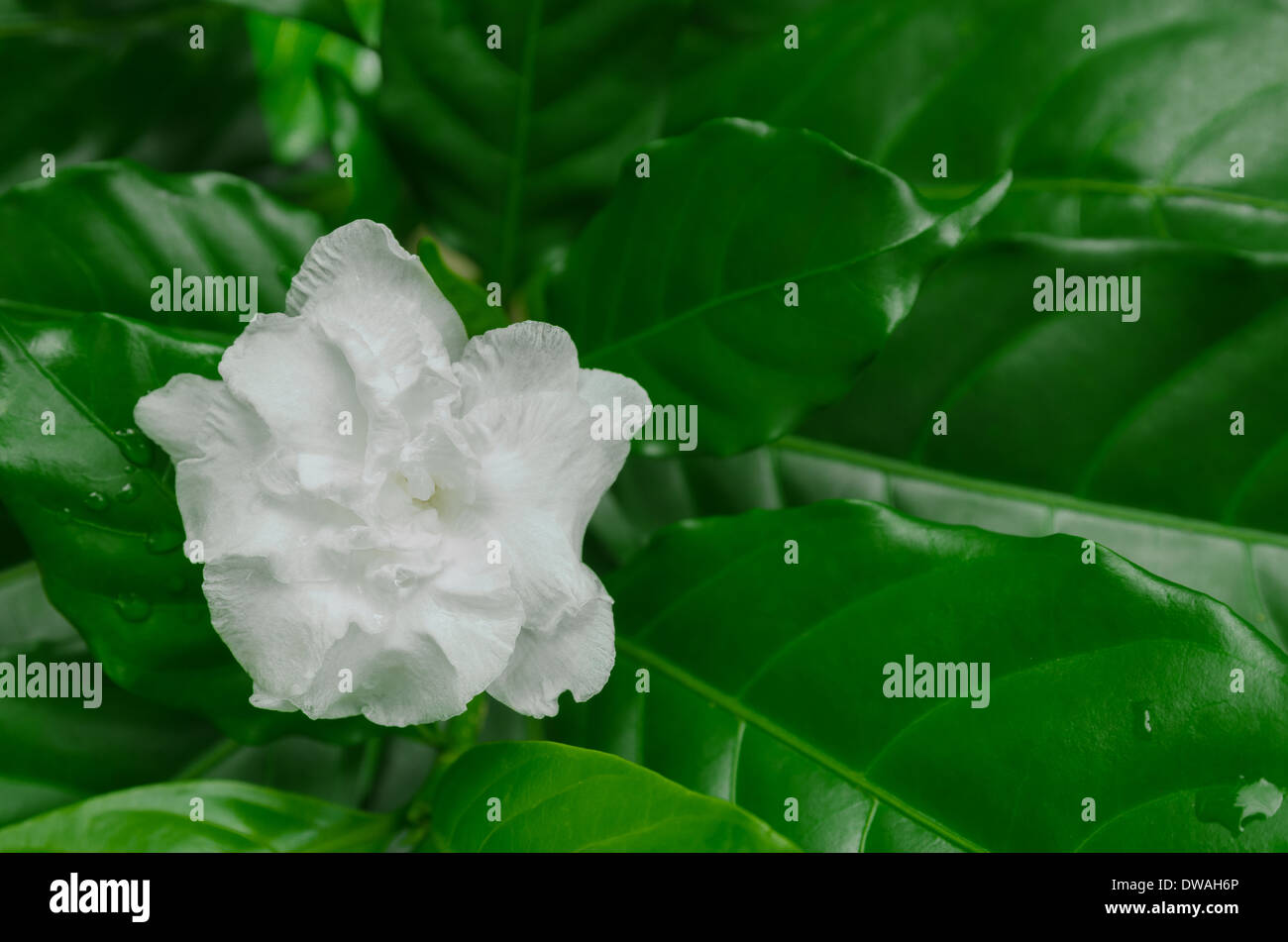 Beauty of white flower with green leaf from natural Stock Photo
