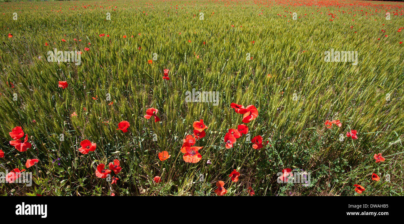 poppy fields france provence amongst crops Stock Photo