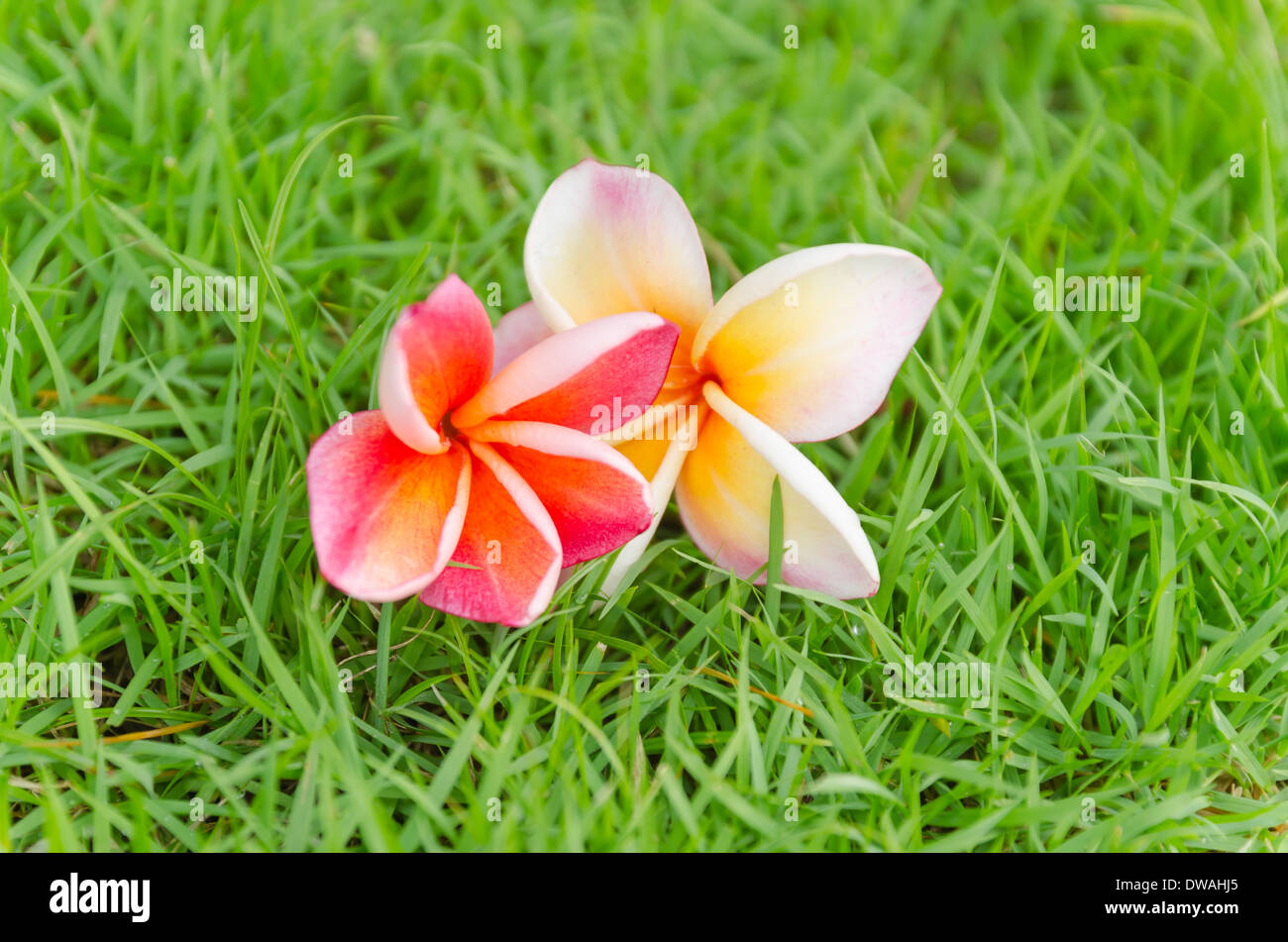 Frangipani flower hires stock photography and images Alamy