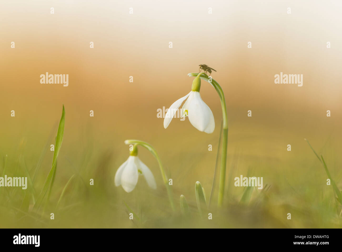 Common snowdrop captured in early Spring Stock Photo