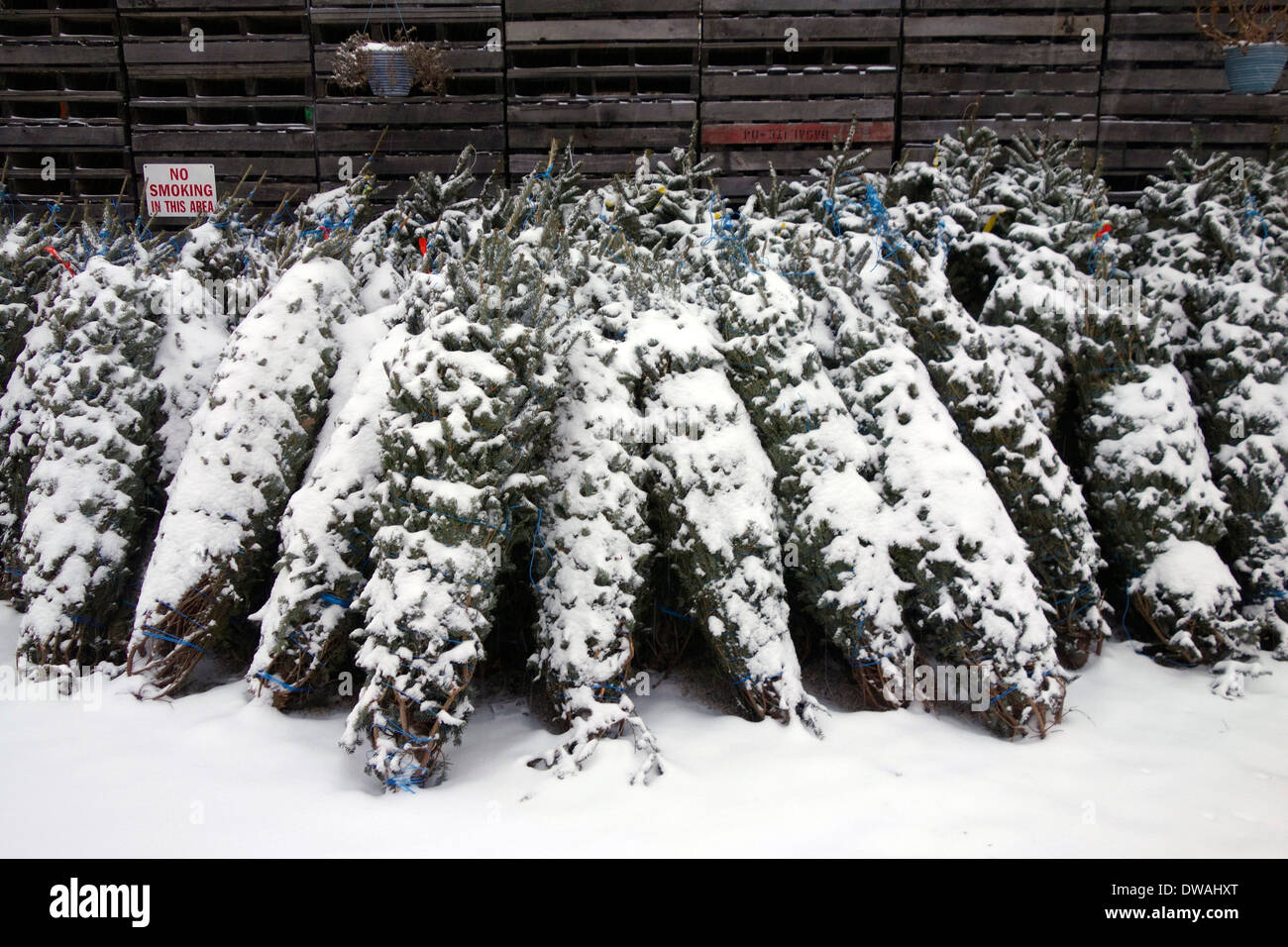 Christmas trees in the snow Stock Photo Alamy