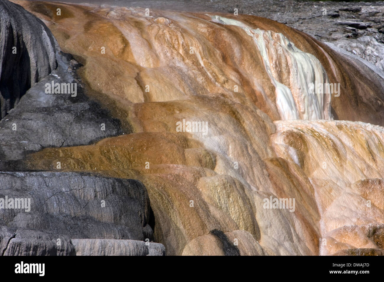 Palette Springs near Mammoth Hot Springs in Yellowstone National Park, Wyoming. Stock Photo