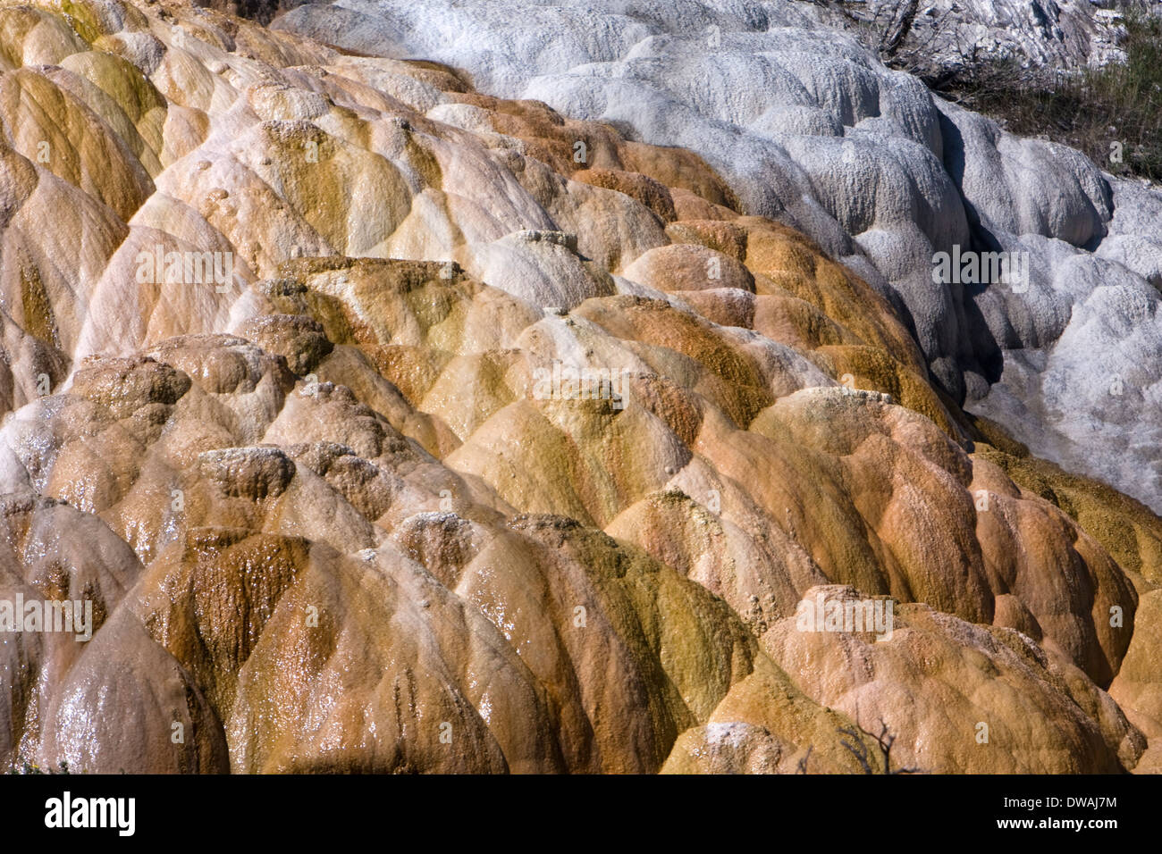 Palette Springs near Mammoth Hot Springs in Yellowstone National Park, Wyoming. Stock Photo