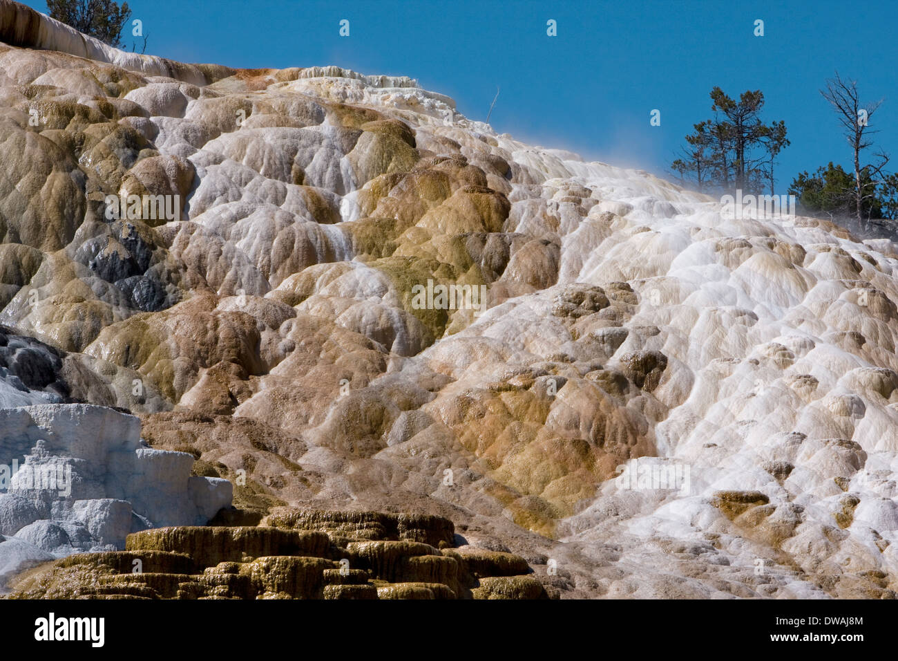 The vibrant colors of Palette Springs at Mammoth Hot Springs in Yellowstone National Park, Wyoming. Stock Photo