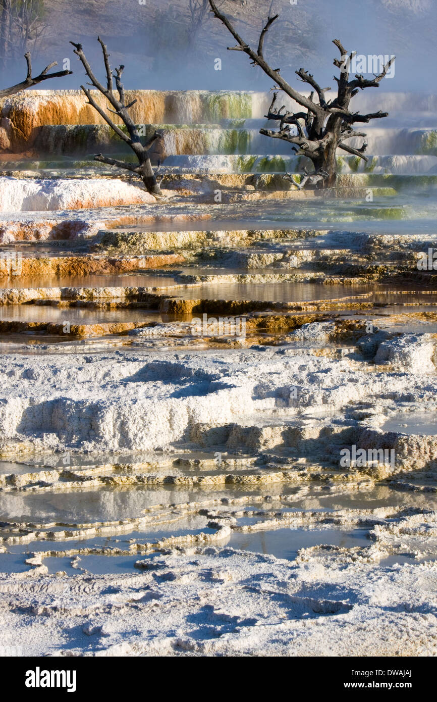 Trees in Main Terrace at Mammoth Hot Springs, Yellowstone National Park, Wyoming. Stock Photo