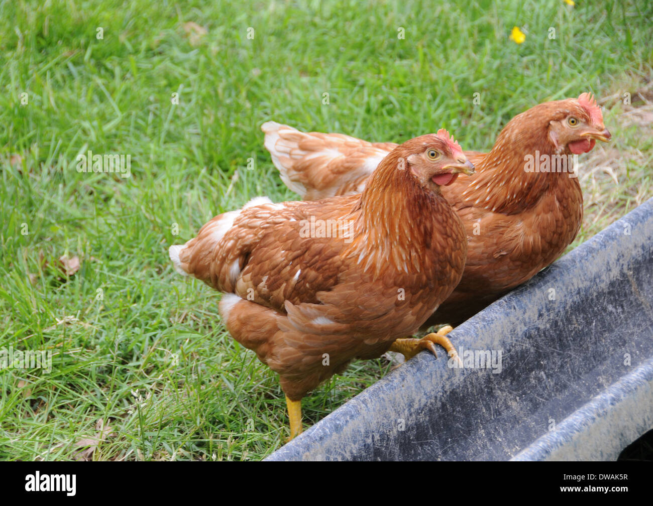 Two Rhode Island Red Chickens Stock Photo Alamy