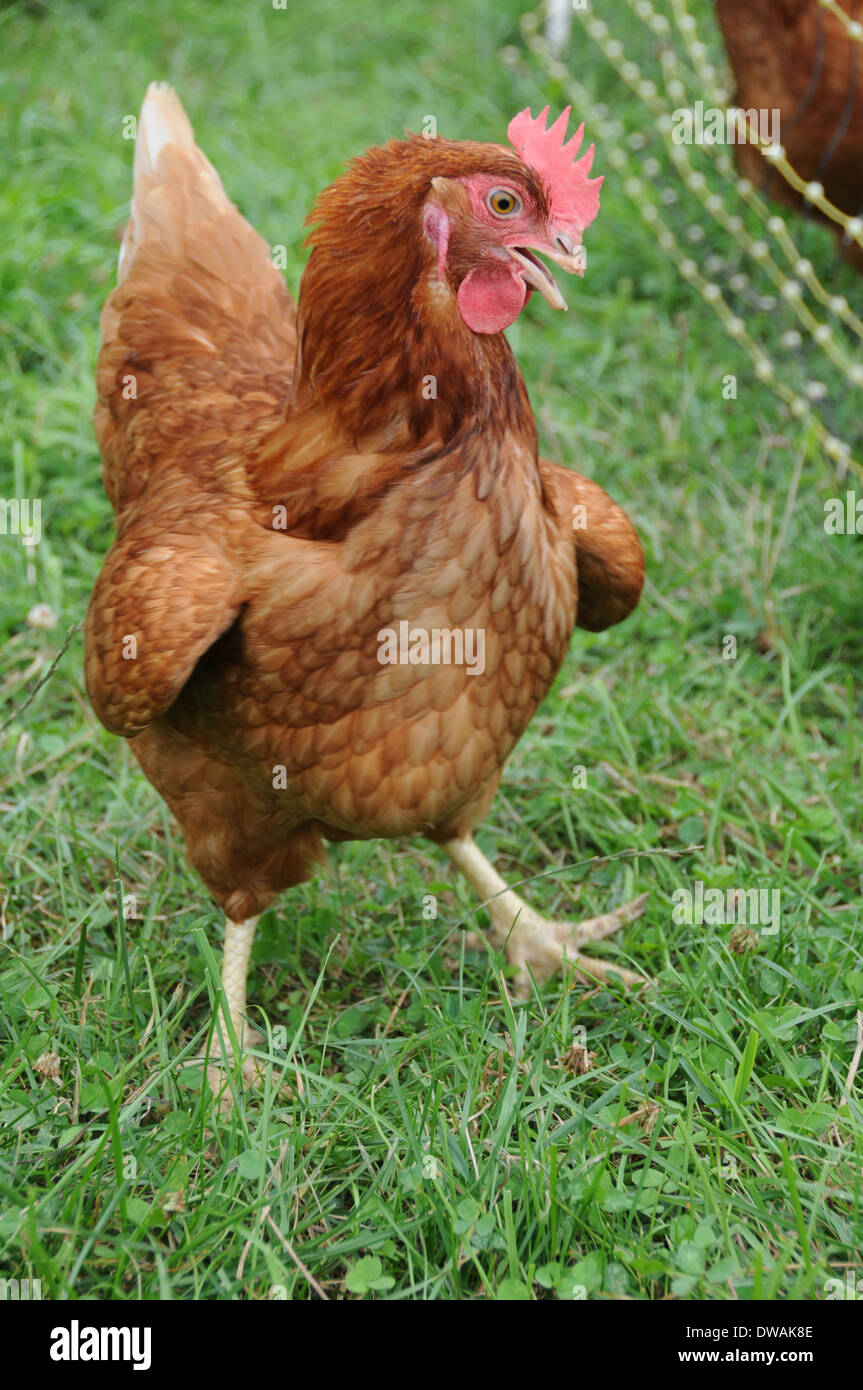 One Funny Looking Rhode Island Red Chicken Walking on the Grass of a Farm Stock Photo - Alamy One Funny Looking Rhode Island Red Chicken Walking on the Grass of a Farm Stock Photo - Alamy