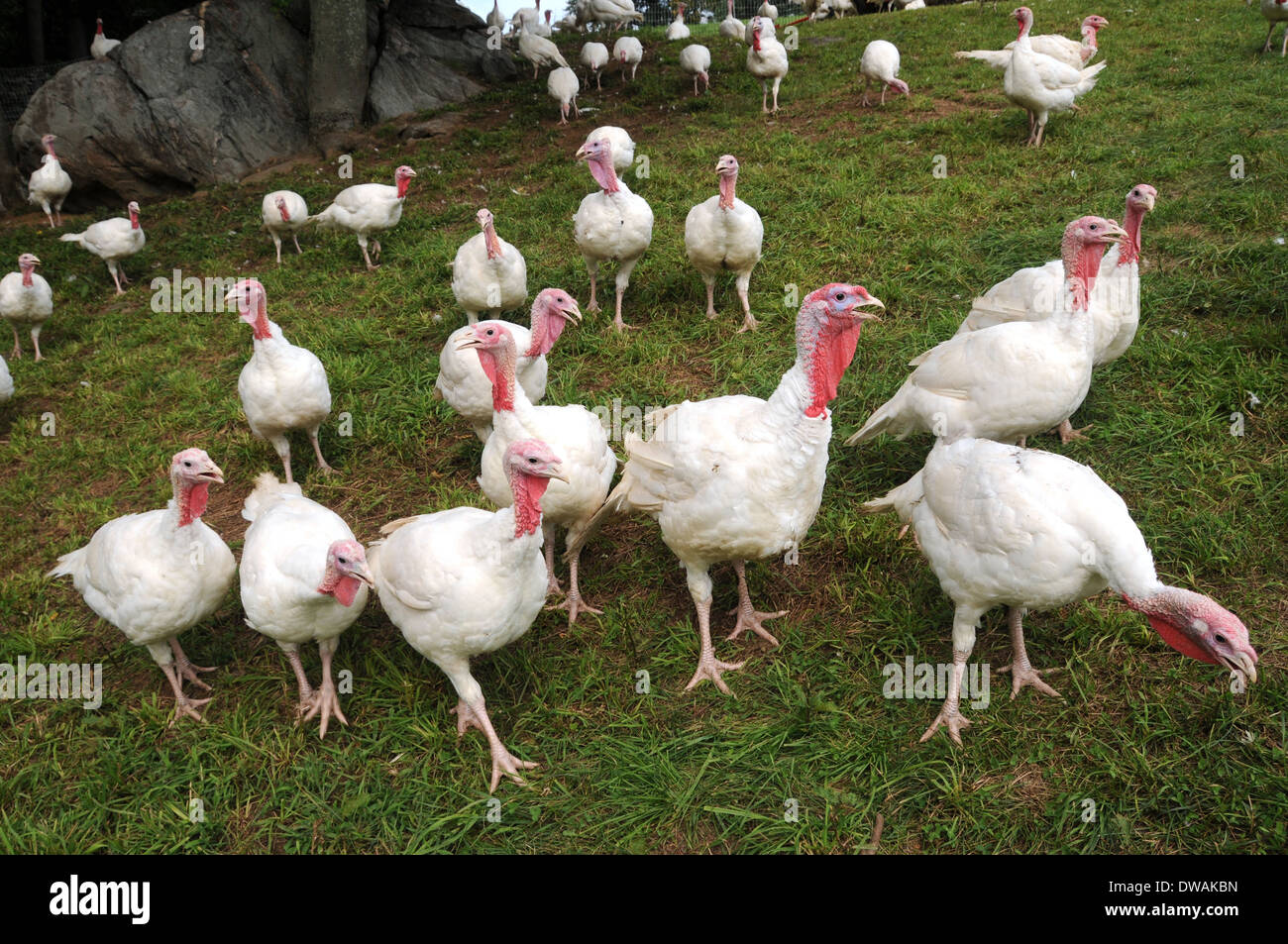 Turkey Broad breasted White Stock Photo - Alamy