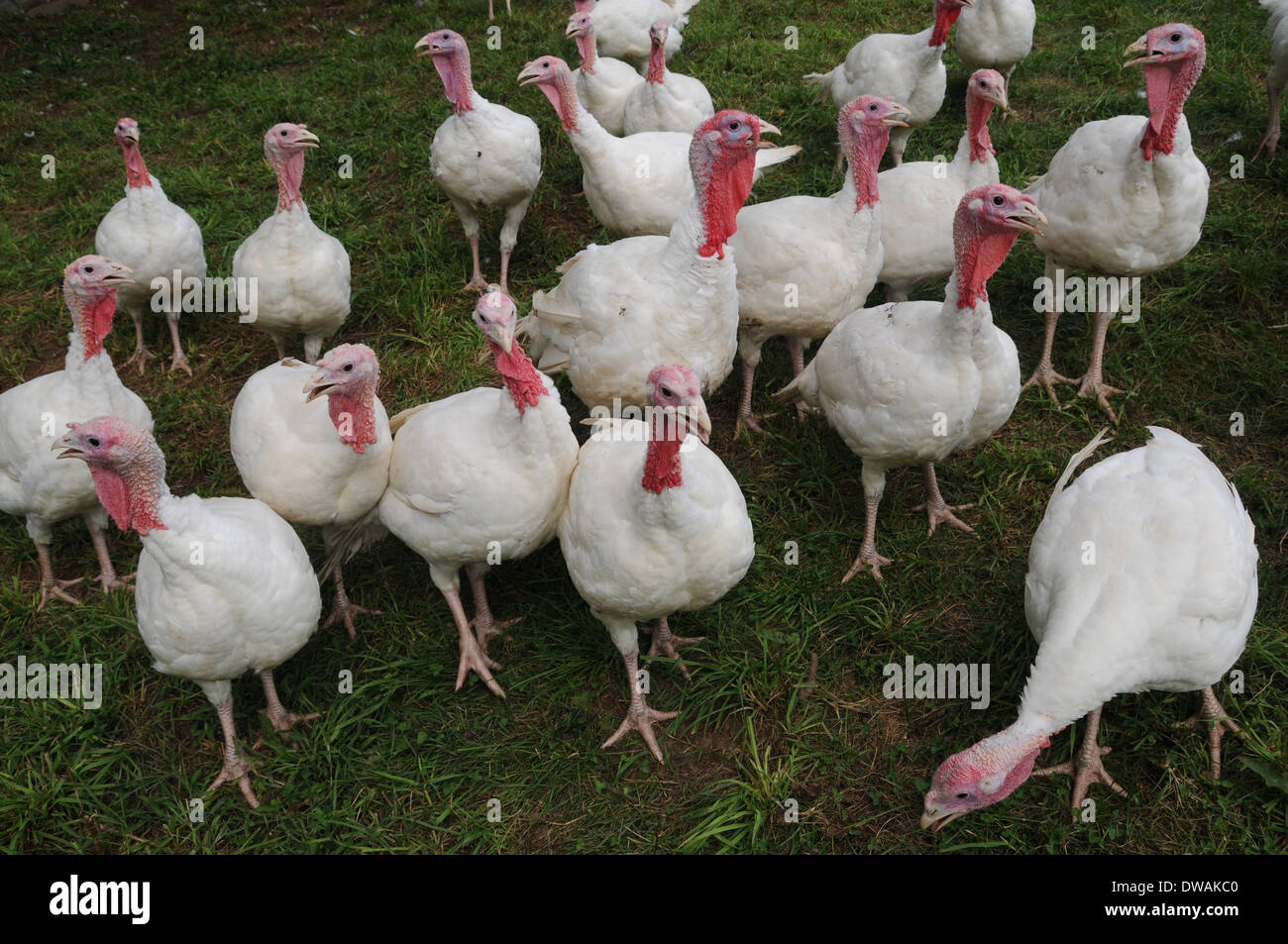 Turkey Broad breasted White Stock Photo - Alamy