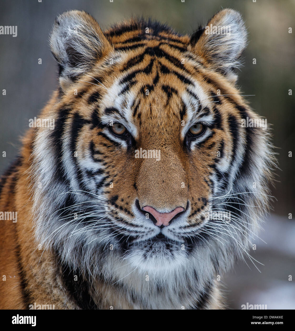 NYC - Bronx - Bronx Zoo: Tiger Mountain, The Siberian Tiger…