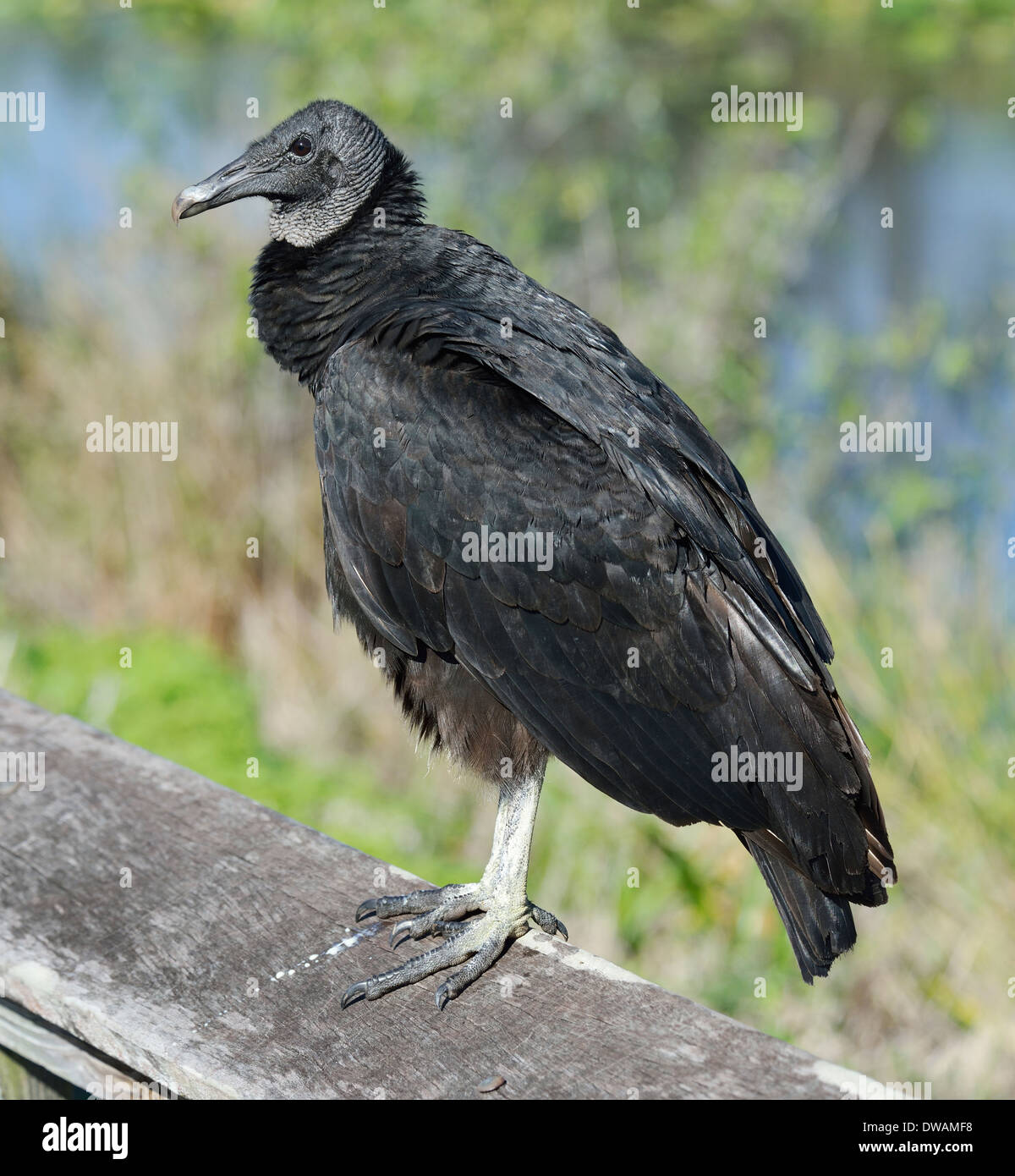 Black vulture hi-res stock photography and images - Alamy