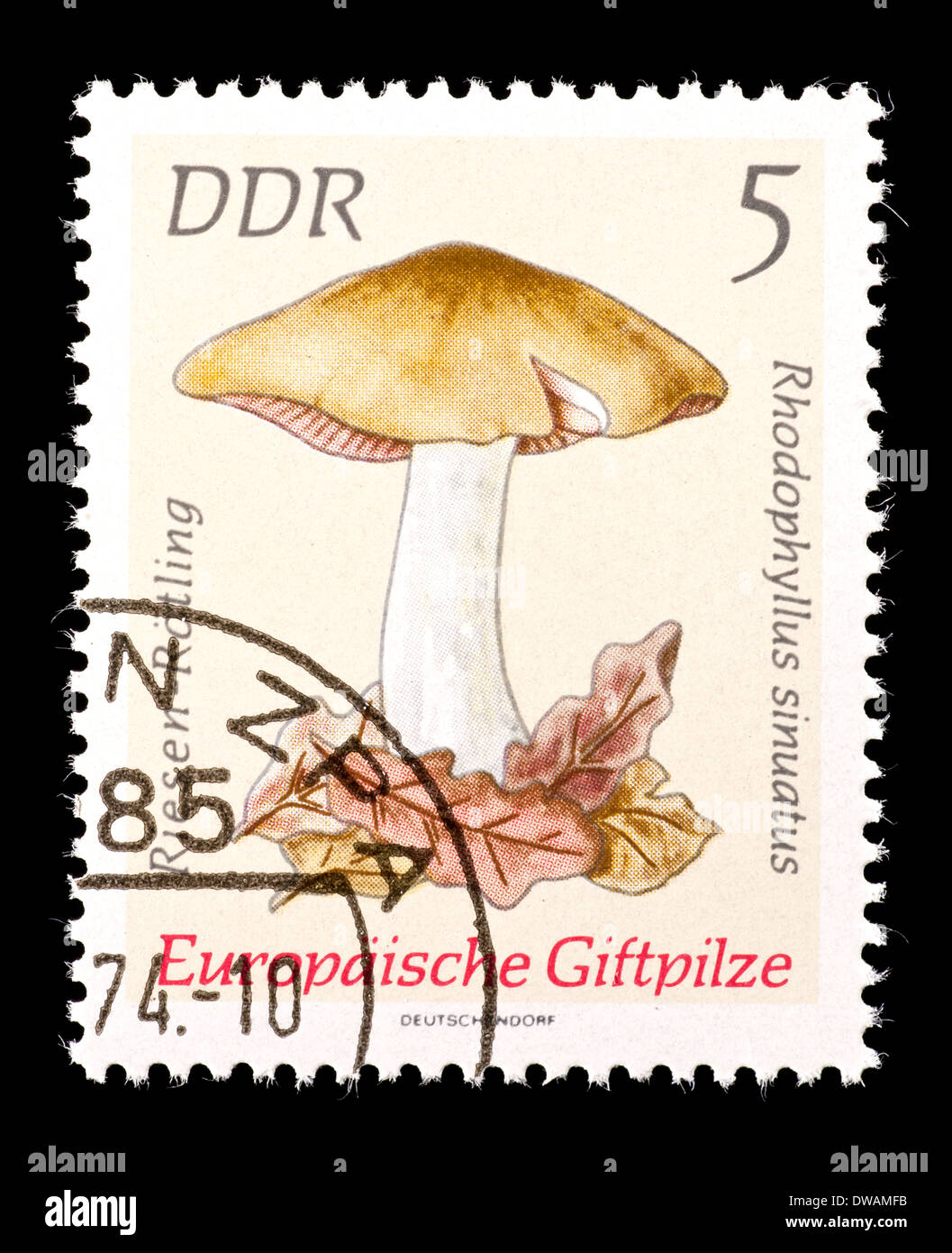 Postage stamp from East Germany (DDR) depicting a poisonous livid entoloma or  livid agaric mushroom (Rhodophyllus sinuatus) Stock Photo