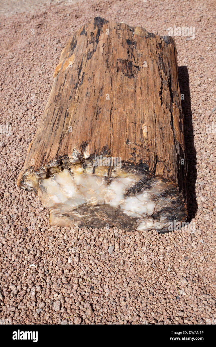 fossil tree Winslow Arizona Stock Photo