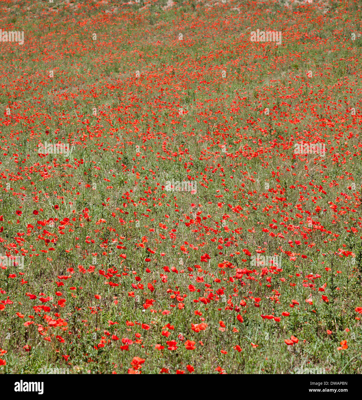 poppy fields france provence amongst crops symbolic of dying soldiers in ww2 Stock Photo