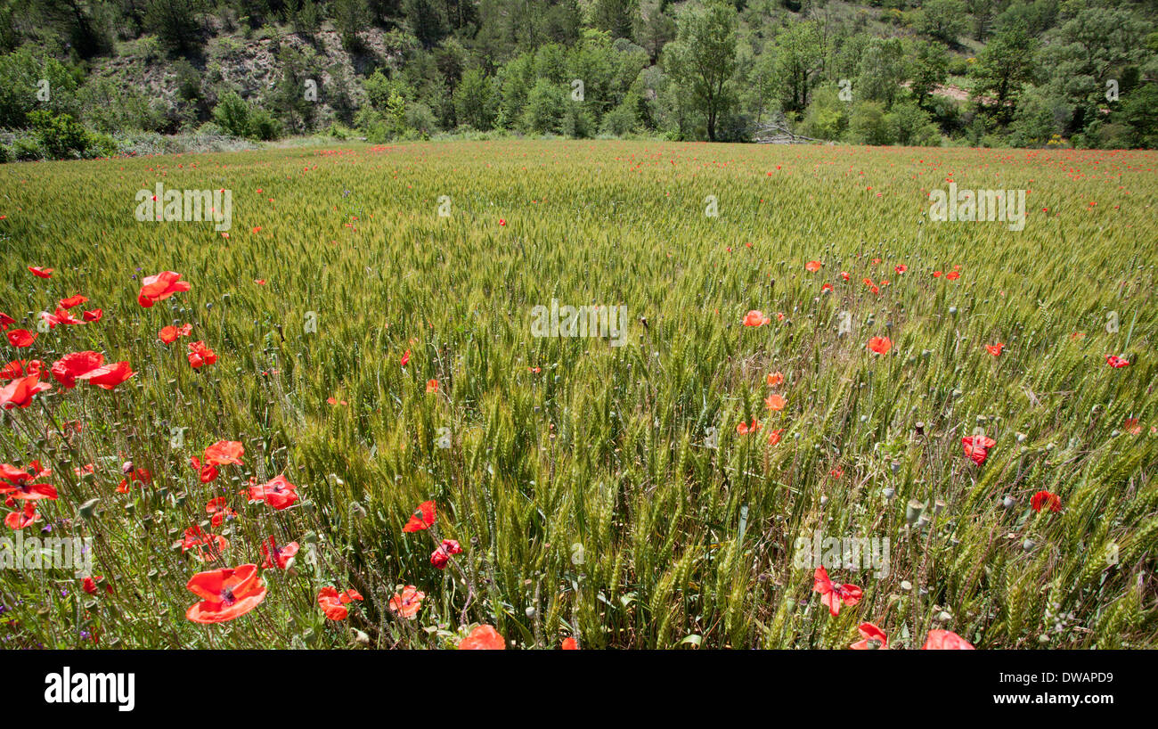 poppy fields france provence amongst crops Stock Photo