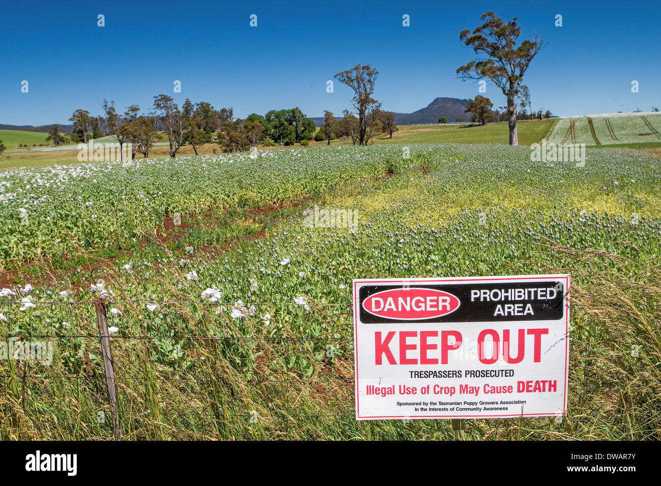 Legal opium poppy, Papaver somniferum,  fields, Deloraine, Tasmania, Australia Stock Photo