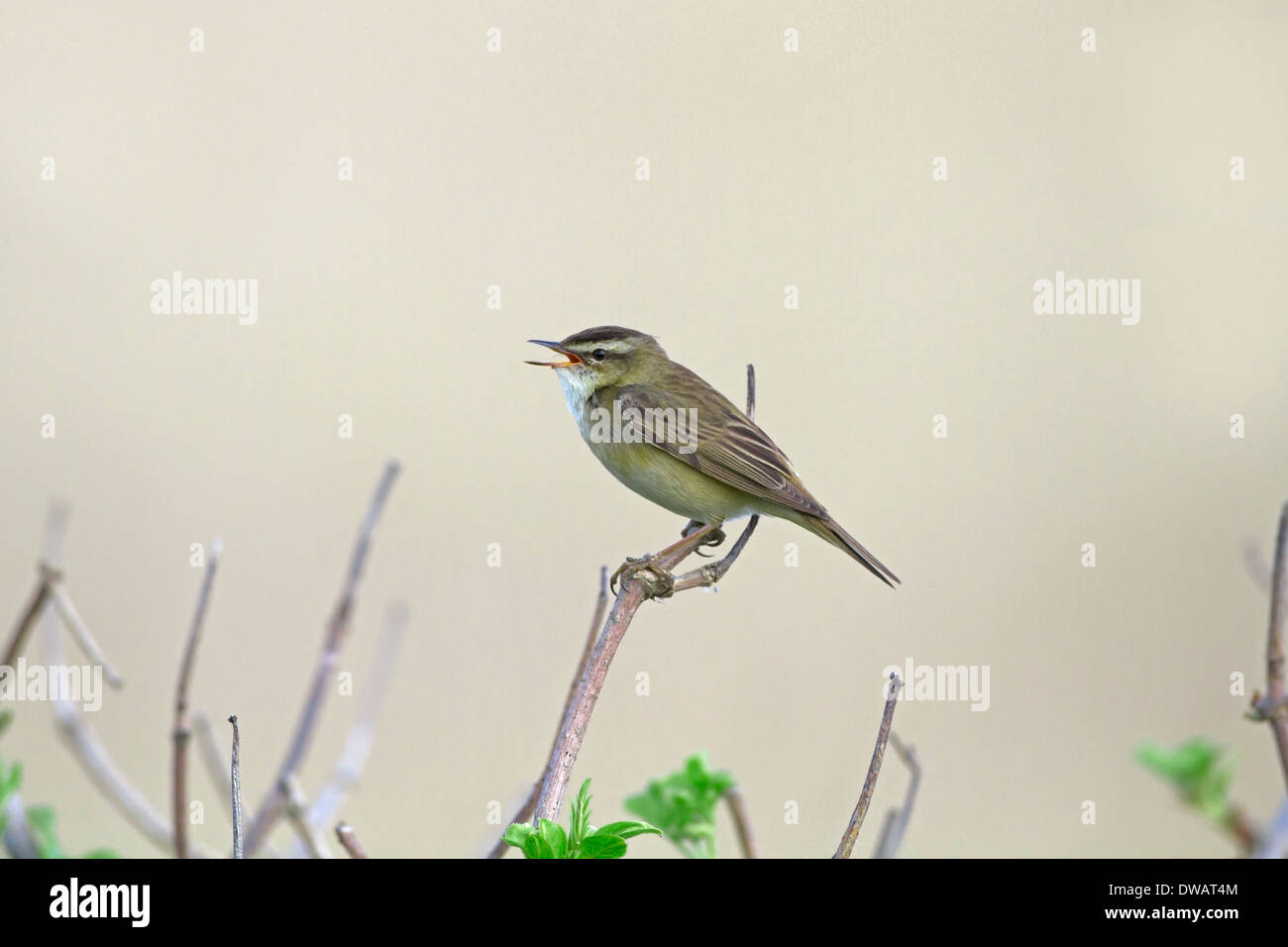 Sedge Warbler Acrocephalus schoenobaenus Stock Photo