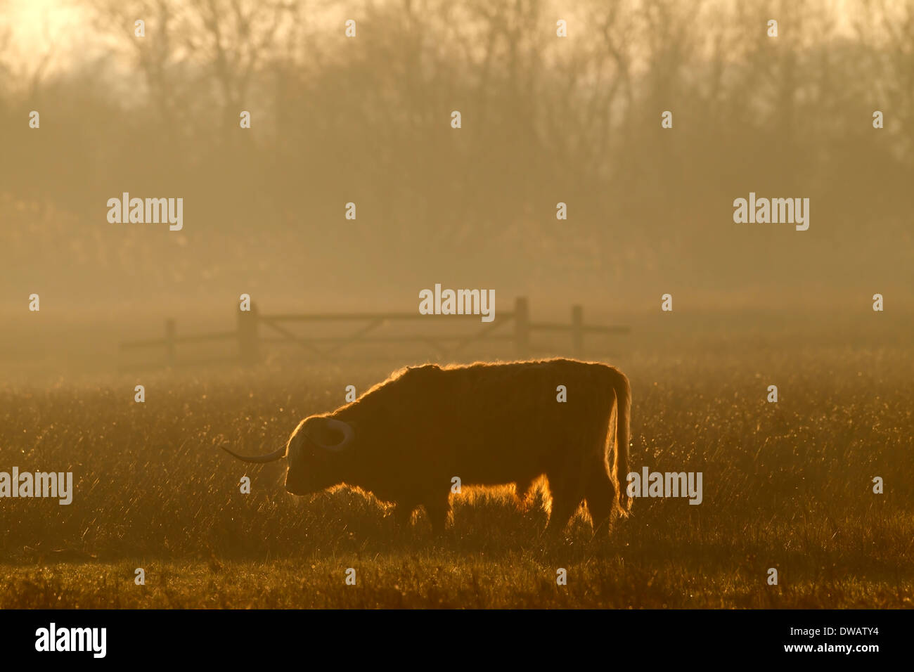 Grazing highland cattle hi-res stock photography and images - Alamy
