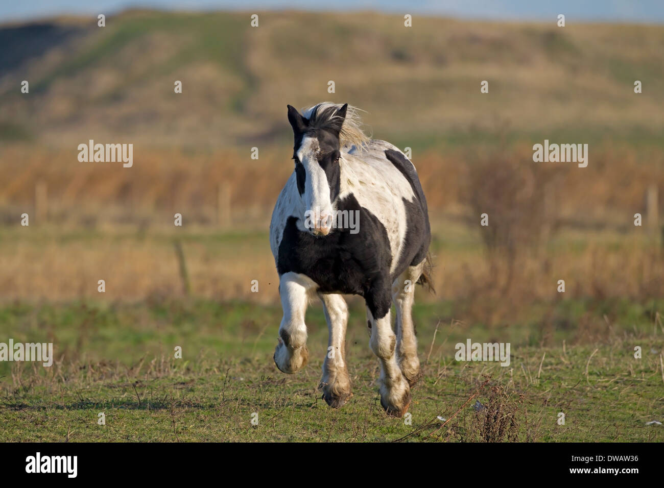 Galloping Shire Horse, Norfolk, UK Stock Photo